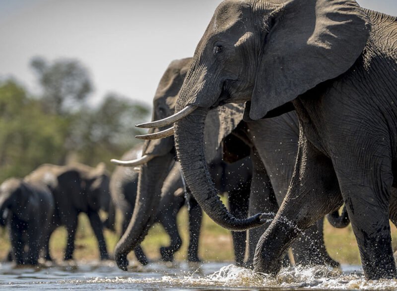 Help Stop the Extinction of  African Elephants